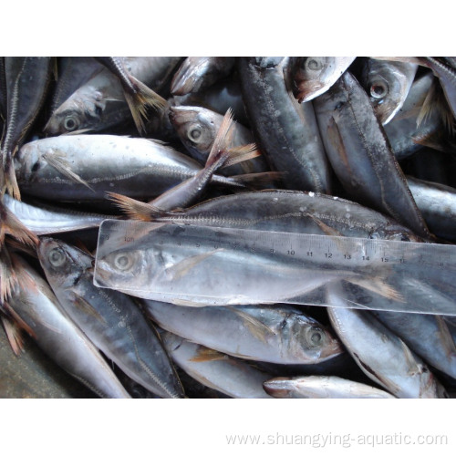 Land Frozen Horse Mackerel Fish Trachurus Japonicus